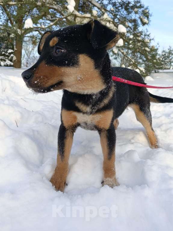 Собаки в других городах Ленинградской области: Ворчун Мальчик, Бесплатно - фото 2