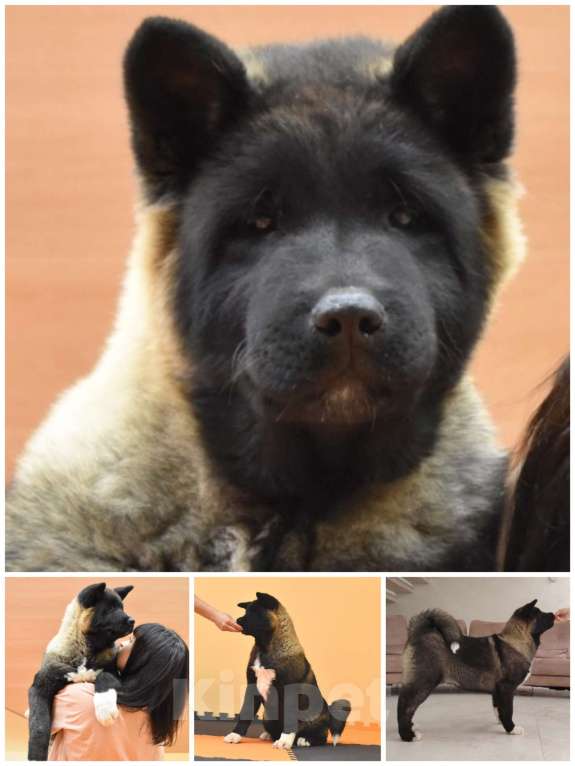 Собаки в Серпухове: Американская акита щенки  Девочка, Бесплатно - фото 3