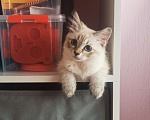 Кошки в Ростове-на-Дону: Кошечка Эльза Девочка, 5 000 руб. - фото 4
