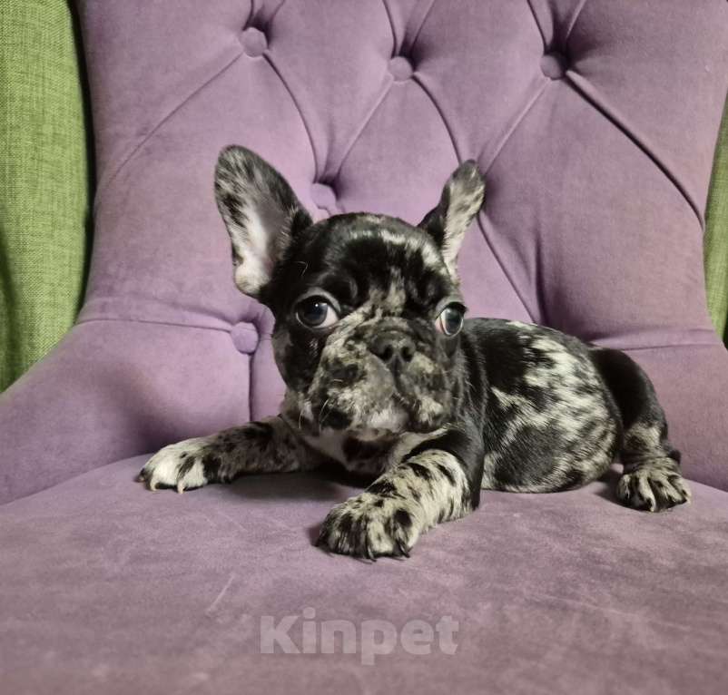 Собаки в Москве: Дарк мерле девочка Девочка, 55 000 руб. - фото 1