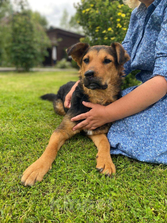 Собаки в Москве: Маргошу никто не замечает, подарите ей дом Девочка, Бесплатно - фото 1