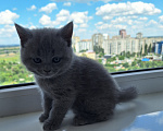 Кошки в Батайске: Котята Девочка, 5 000 руб. - фото 6