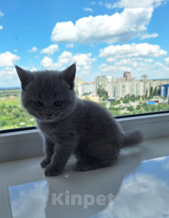 Кошки в Батайске: Котята Девочка, 5 000 руб. - фото 6