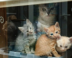 Кошки в Москве: Котята ищут дом Девочка, Бесплатно - фото 1