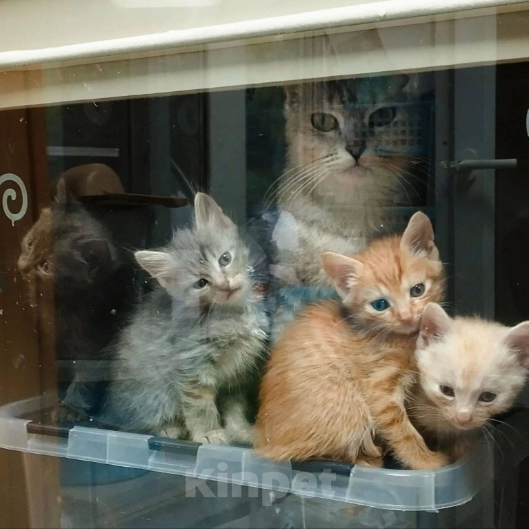 Кошки в Москве: Котята ищут дом Девочка, Бесплатно - фото 1