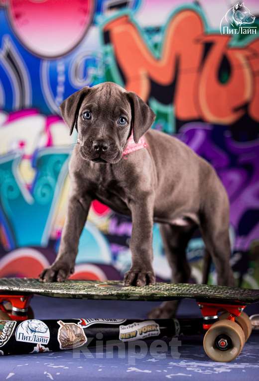 Собаки в Ульяновске: Американский питбультерьер, девочка Девочка, Бесплатно - фото 5