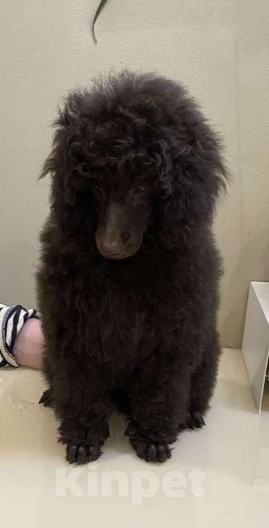 Собаки в Москве: Коричневый щенок пуделя Мальчик, 100 000 руб. - фото 3