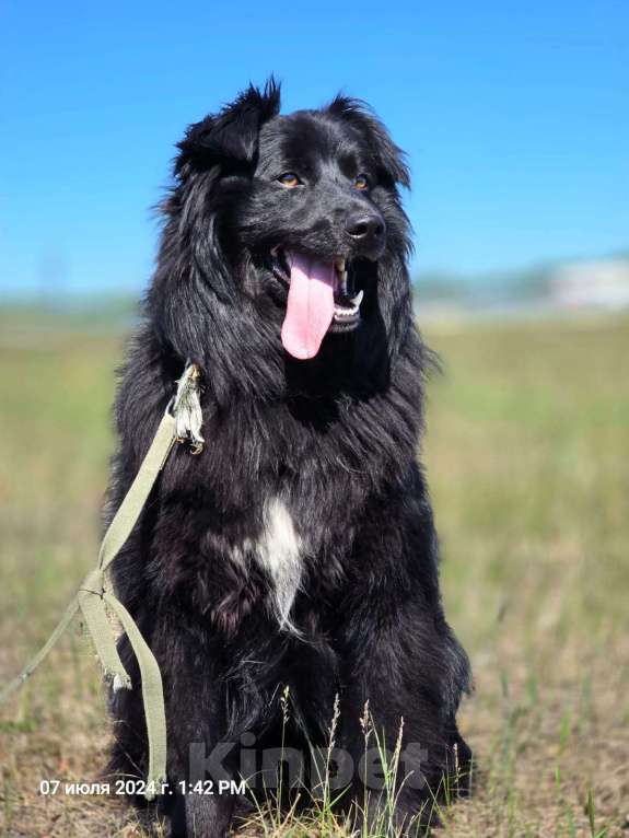 Собаки в Сургуте: Ласковый друг Мальчик, 500 руб. - фото 5