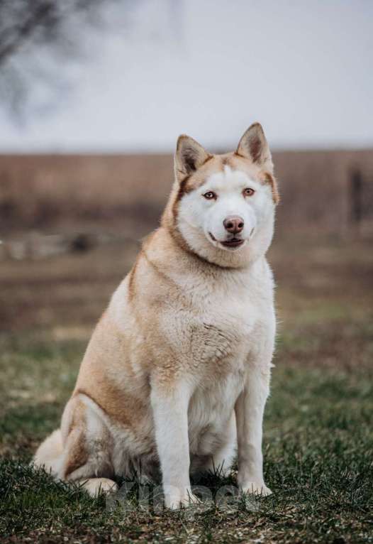 Собаки в Домодедово: В ДОБРЫЕ РУКИ  Девочка, Бесплатно - фото 7