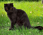 Кошки в Кубинке: Пропала кошка Девочка, 3 000 руб. - фото 3