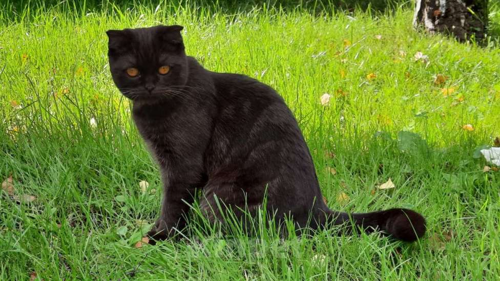 Кошки в Кубинке: Пропала кошка Девочка, 3 000 руб. - фото 3