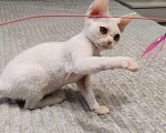 Кошки в Королеве: Котенок девон-рекс Девочка, 65 000 руб. - фото 1
