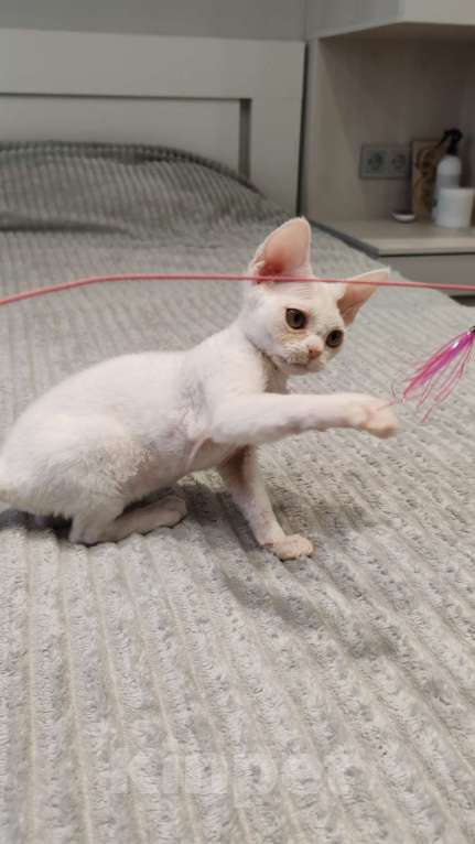 Кошки в Королеве: Котенок девон-рекс Девочка, 65 000 руб. - фото 1
