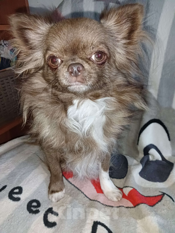 Собаки в Новосибирске: Подрощенный кобель Чихуахуа  Мальчик, 25 000 руб. - фото 7