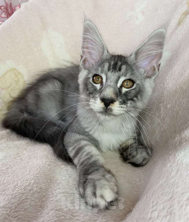 Кошки в Дмитрове: Черный серебристый мраморный мальчик мейн кун Камелот Мальчик, 30 000 руб. - фото 6