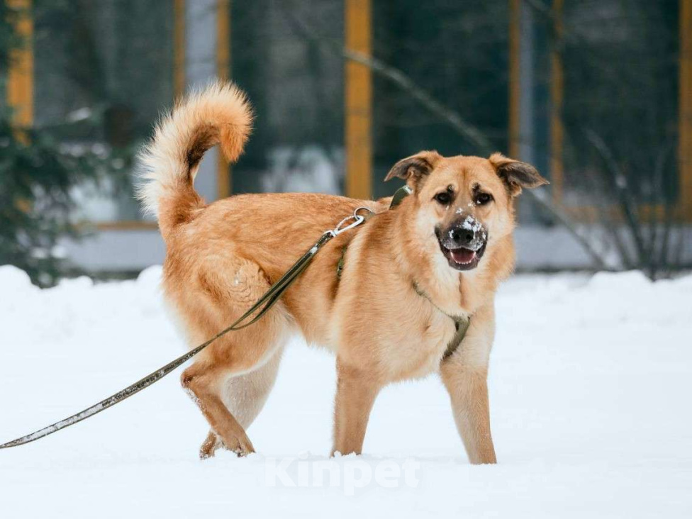 Собаки в Москве: Собака бесплатно Москва Мальчик, Бесплатно - фото 1