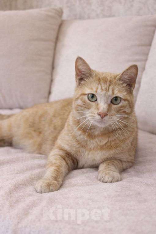 Кошки в Москве: кошка Ася ищет дом. 1 год Девочка, Бесплатно - фото 1