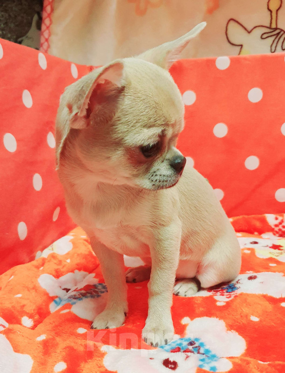 Собаки в Москве: Щенки чихуахуа Девочка, 30 000 руб. - фото 8