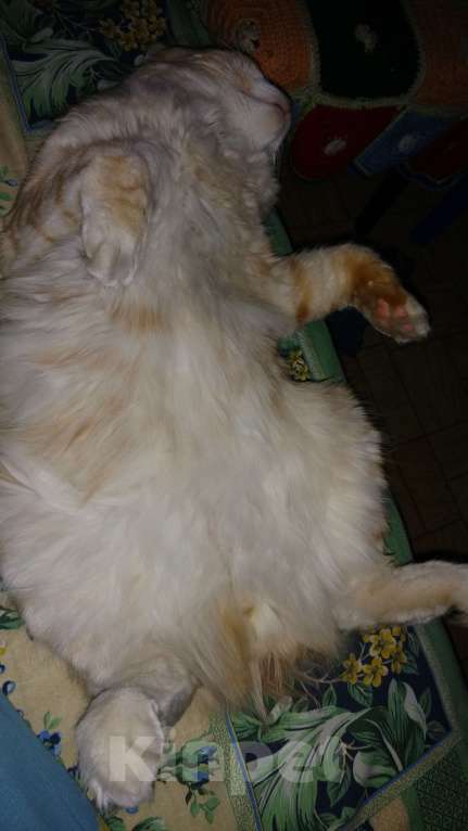 Кошки в Воронеже: Кот вязка Мальчик, 4 500 руб. - фото 1