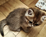 Кошки в Санкт-Петербурге: Продаются чистокровные котята британской шиншиллы Девочка, 40 000 руб. - фото 1