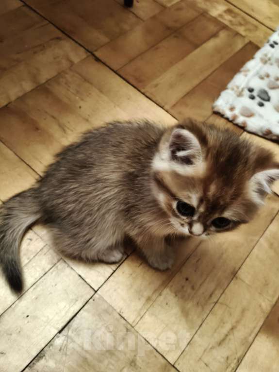 Кошки в Санкт-Петербурге: Продаются чистокровные котята британской шиншиллы Девочка, 40 000 руб. - фото 1