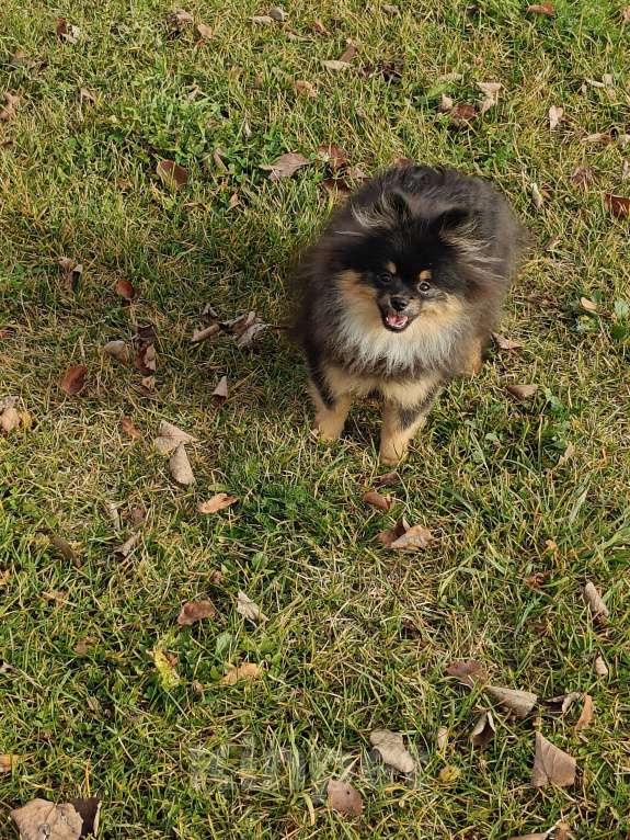 Собаки в Костроме: Померанский шпиц девочка Девочка, 30 000 руб. - фото 8