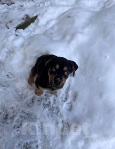Собаки в Санкт-Петербурге: Отдаем в добрые руки девочку ротвейлера Девочка, Бесплатно - фото 2