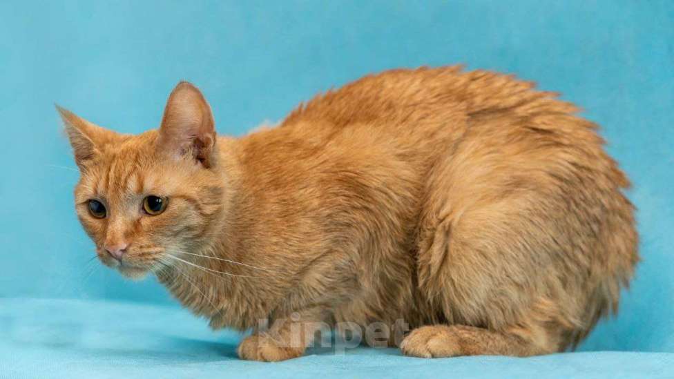 Кошки в Москве: Кто мечтал о рыжей кошке, Мандаринка в добрые руки  Девочка, Бесплатно - фото 4