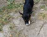 Собаки в Саратове: Одинокая девочка, ищет своих заботливых хозяев Девочка, 1 руб. - фото 5