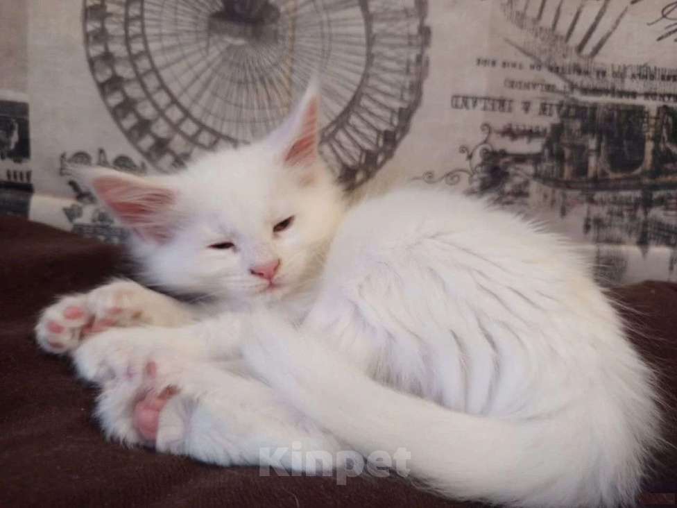 Кошки в других городах Ленинградской области: Девочка Мейн Кун polidakt Девочка, 25 000 руб. - фото 1