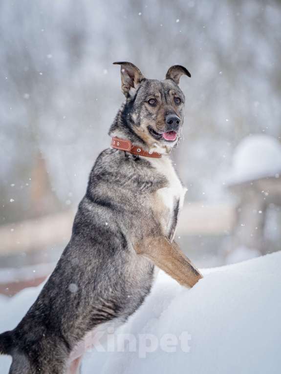 Собаки в Москве: Ласковая, добрая собака Мэри мечтает о родной семье и доме Девочка, Бесплатно - фото 9