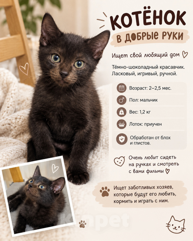 Кошки в Краснодаре: КОТЁНОК В ДОБРЫЕ РУКИ Мальчик, Бесплатно - фото 1