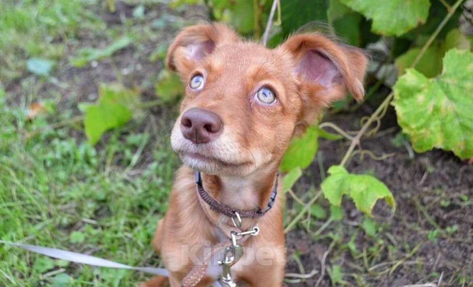 Собаки в Москве: Щенок ксолоитцкуинтли Мальчик, 20 000 руб. - фото 4