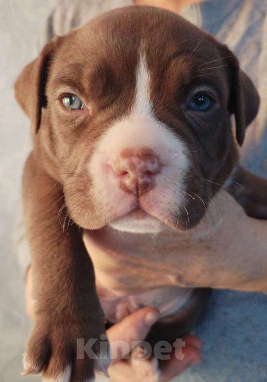 Собаки в других городах Ростовской области: Щенок амбулли  Мальчик, 100 000 руб. - фото 1