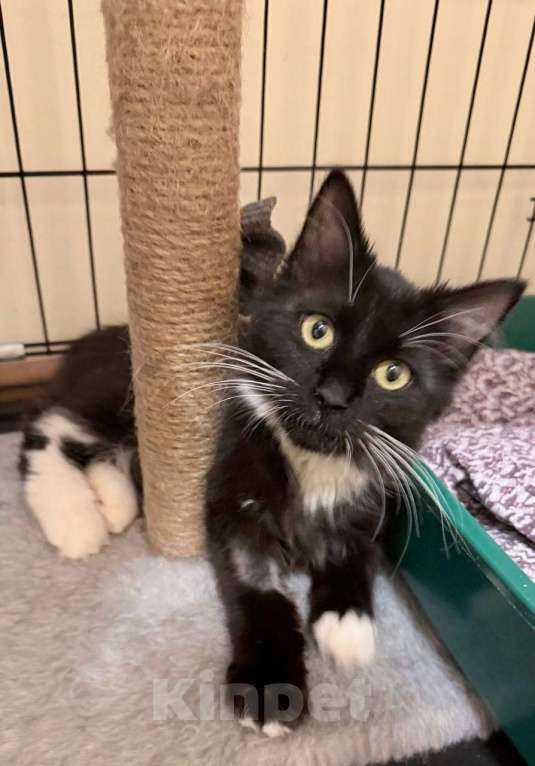 Кошки в Москве: Красотка Гвоздичка Девочка, 1 руб. - фото 2