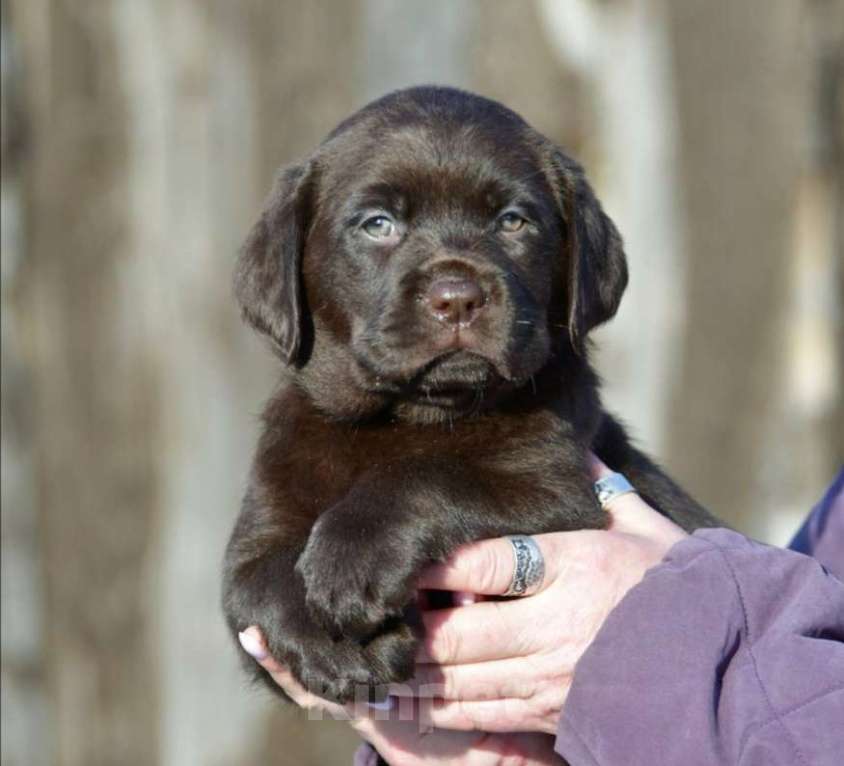 Собаки в Новокузнецке: Ркф Мальчик, 100 000 руб. - фото 1