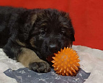 Собаки в Ангарске: Щенки длинношёрстной немецкой овчарки  Мальчик, 50 000 руб. - фото 2