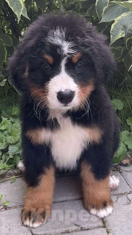 Собаки в других городах Воронежской области: Щенки БЕРНА Мальчик, 79 000 руб. - фото 9