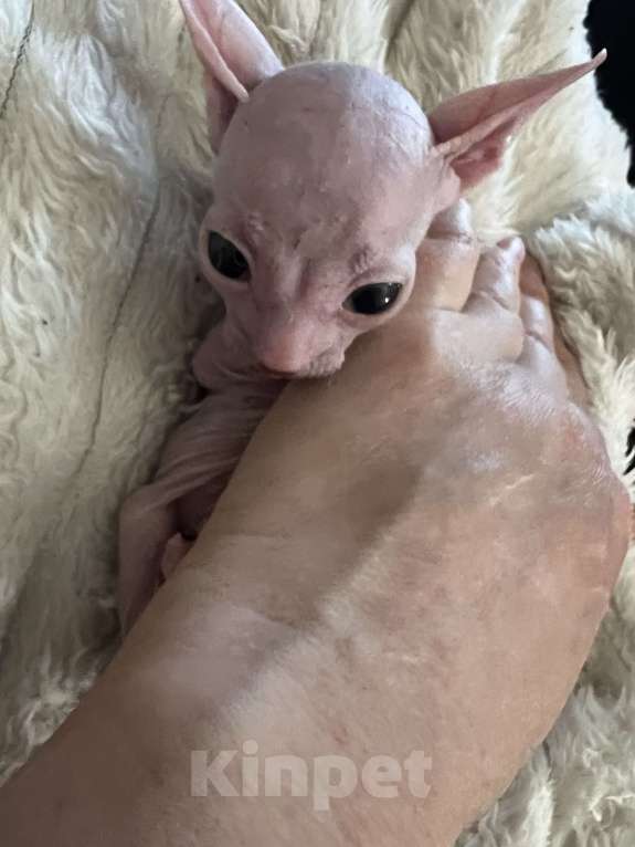 Кошки в Дедовске: Котенок девочка Девочка, Бесплатно - фото 1