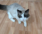 Кошки в Екатеринбурге: Кот Ragdoll Мальчик, 355 000 руб. - фото 2