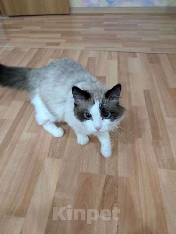 Кошки в Екатеринбурге: Кот Ragdoll Мальчик, 355 000 руб. - фото 2