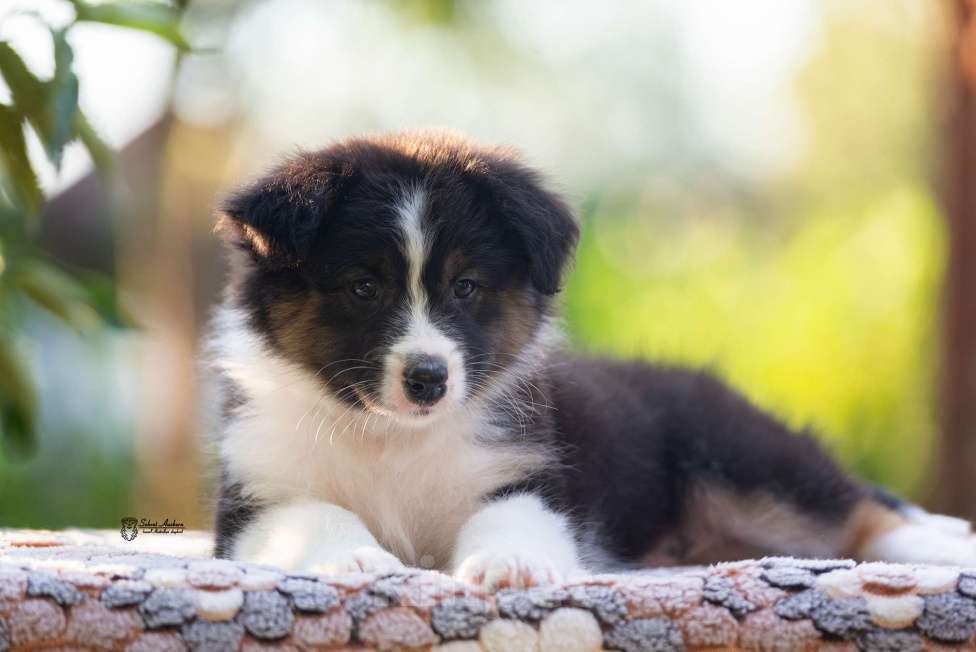 Собаки в Москве: австралийская овчарка аусси Девочка, 50 000 руб. - фото 2