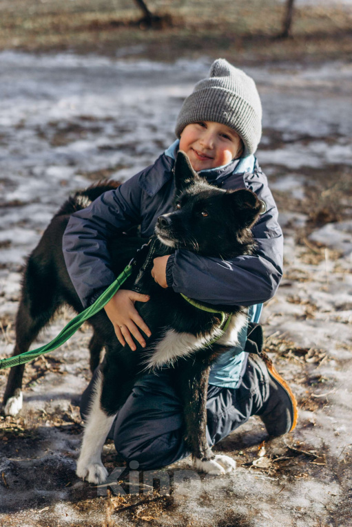 Собаки в Москве: Мишель Девочка, Бесплатно - фото 2
