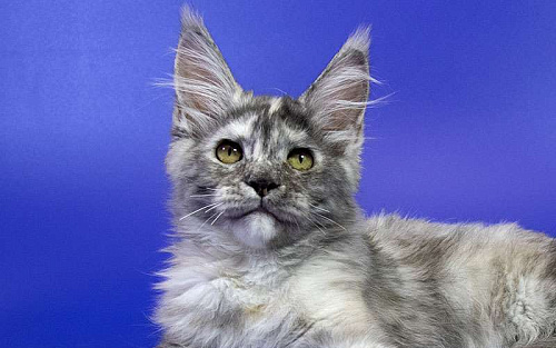 Котенок мейн кун