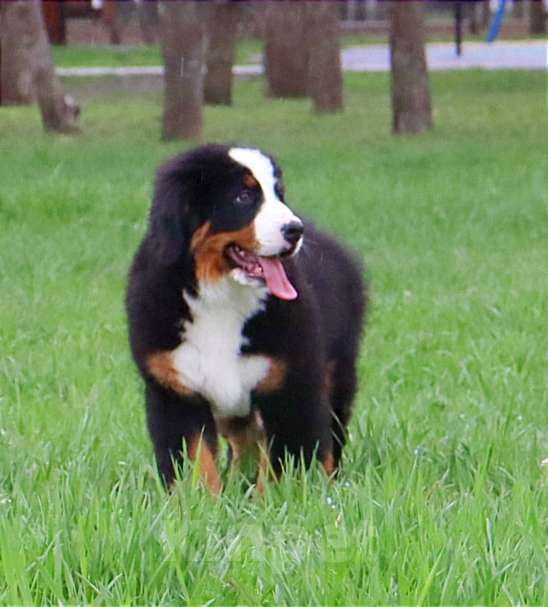 Собаки в Москве: Щенок Бернского Зенненхунда Мальчик, Бесплатно - фото 5