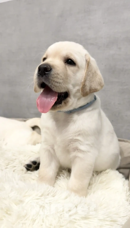 Собаки в Иркутске: ЩЕНКИ ЛАБРАДОРА РЕТРИВЕРА Разнополые, 60 000 руб. - фото 2