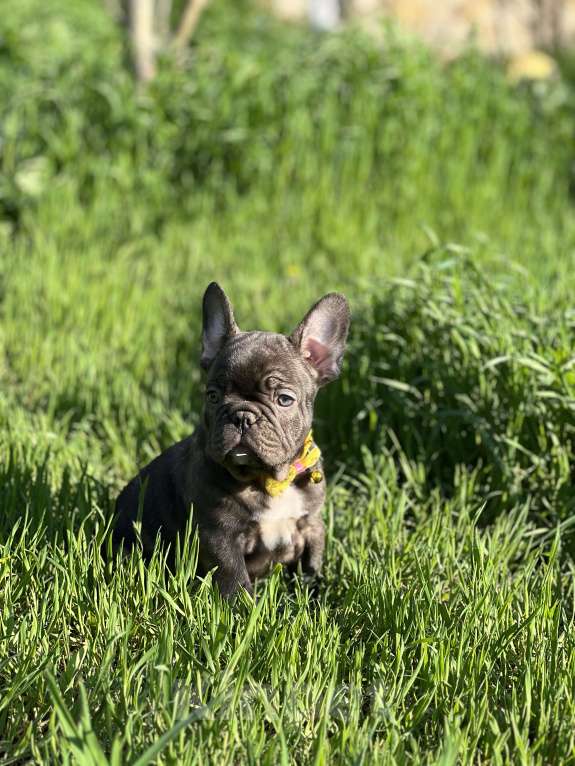 Собаки в Санкт-Петербурге: Шоколадный зайчик Мальчик, Бесплатно - фото 3