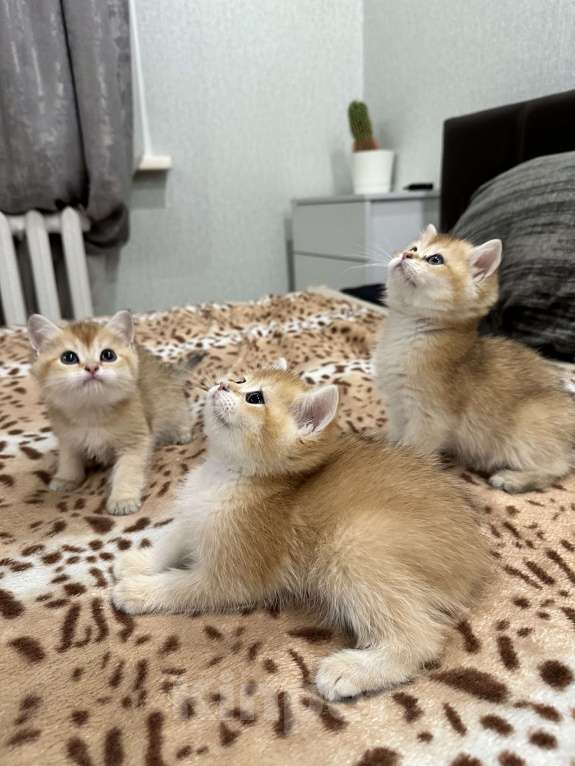 Кошки в Новоалтайске: Британская золотая шиншила Мальчик, 25 000 руб. - фото 2