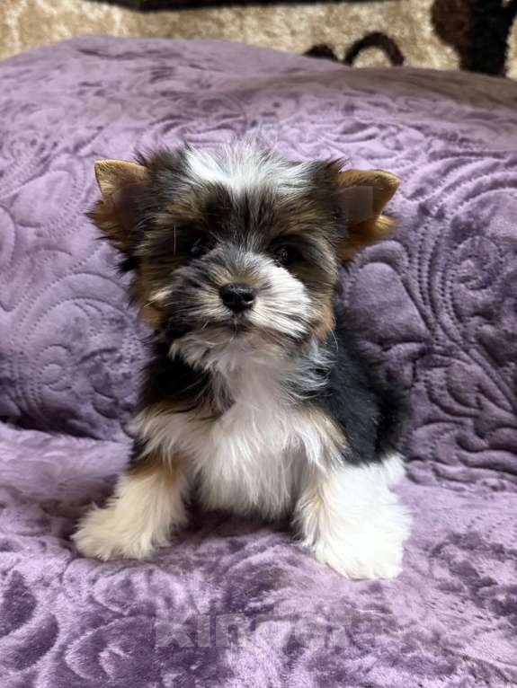 Собаки в Жуковском: Мальчик мини бивер Мальчик, 35 000 руб. - фото 5