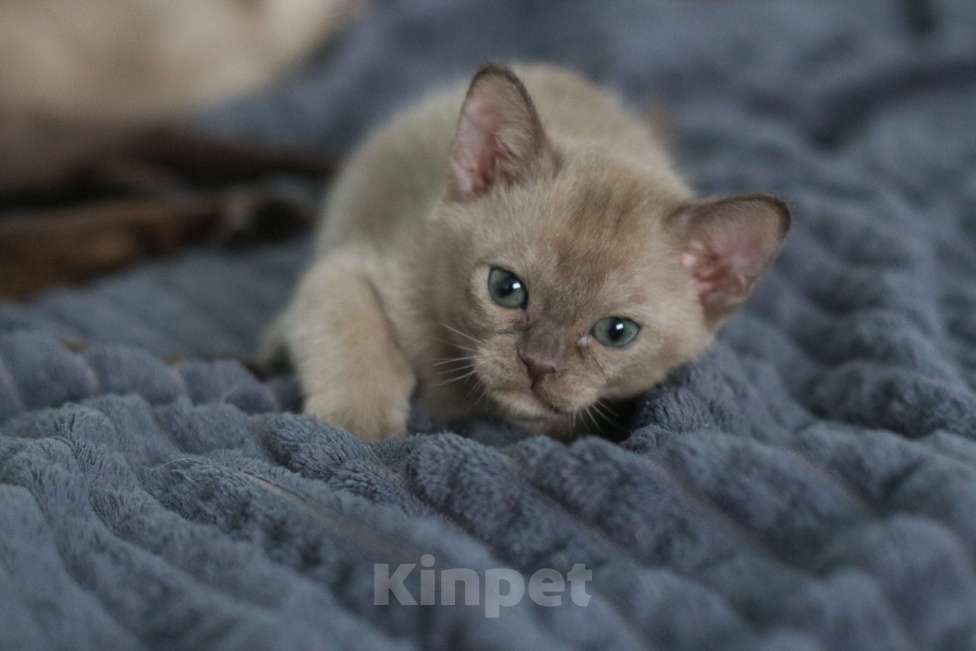 Кошки в Нижнем Новгороде: Бурманский мальчик шоколадного окраса Мальчик, 45 000 руб. - фото 8